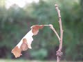 The Last Leaf
