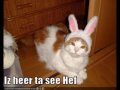 Pachebels Cats Pachebels Cats