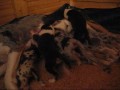 Vilda-Meduza's puppies 091101