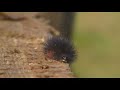 Hairy Worm Hairy Worm