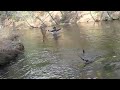 Guiding by Tommy Lynch for Steelhead-Video