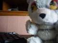Koala Man - Night clubber