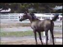 KM Rosabella / CZ Klue Filly KM Rosabella / CZ Klue Filly