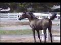 KM Rosabella / CZ Klue Filly