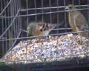 Brambling