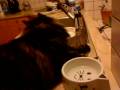 videos de Luna le chat fénéant
