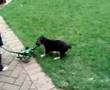 my-pup-v-the-Robot