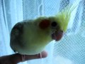 Cockatiel going for a grand walk