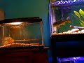 orinocensis peacock bass vs. flowerhorn