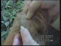 Tennessee Puppy Mill Exposed