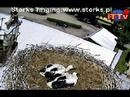 Storks` ringing/part III/ - Obr?czkowanie bocianów /cz III/ Storks` ringing/part III/ - Obr?czkowanie bocianów /cz III/