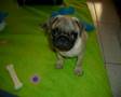 CARLINO BRUNO 2