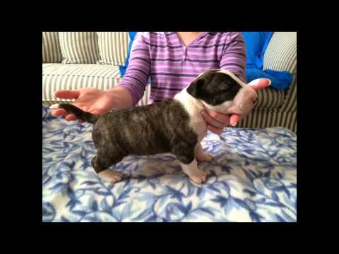 The Best of Jett, the Brindle Bullie!