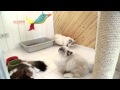 Cataholic Cafe