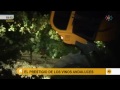 Vendimia nocturna para evitar el calor