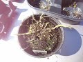 Nancy Today: free dead plants and soil Nancy Today: free dead plants and soil