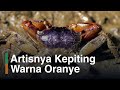 Mangrove Movie: Under Mangrove Roots