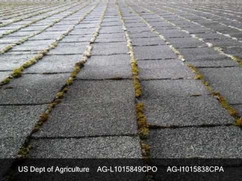 how to eliminate moss on a roof