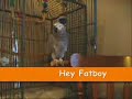 Since a few viewers have said they find it hard to tell what MJ is saying, I decided to make some videos with transcripts.  MJ talks just as well as a person, but my camera isn't the best quality, lol.  Enjoy!If you like this video, please visit MJ's homepage at http://home.comcast.net/~kamikos/MJhomepage.htmlCopyright - Kristy Mikos - 2006