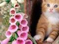 my pet's photo album