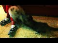 Cat attack cute dog funny