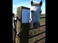 Importance Of Winter  - Natural Rain Flow Off Horses - Rick Gore Horsemanship