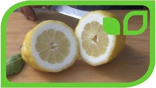 Wie schmeckt eine Zedrat-Zitrone?