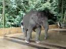 Elephant can dance - asiavalley.com Elephant can dance - asiavalley.com
