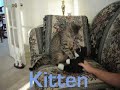 everyone's favorite kitten is back and attacking everything.  don't watch this if you feel bad for attacked stuffed animals and such.

music: 