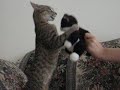 everyone's favorite kitten is back and attacking everything.  don't watch this if you feel bad for attacked stuffed animals and such.

music: 