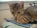 everyone's favorite kitten is back and attacking everything.  don't watch this if you feel bad for attacked stuffed animals and such.

music: 