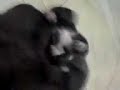 video ng mga tuta video ng mga tuta