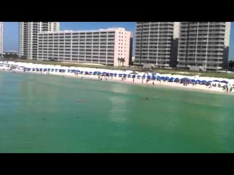 VIDEO: Hammerhead Shark looking for breakfast...