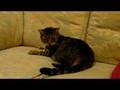 Cat attacks it's own tail