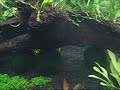 AGRADECIMENTO: AQUALOUCOS: DISCO GOLDEN,SPINY EEL,COBRAS KUHLI, TRONCOS, AQUÁRIOS, FILTROS, THERMOSTATO, RAÇÕES, EQUIPAMENTOS EM GERAL E A HOSPEDAGEM DOS DISCUS ENQUANTO ESTIVERAM POR LÁ... Rua Pereira Nunes, 207 - Tijuca/ Rio de Janeiro ( a duas quadras do Shopping Tijuca ) Nosso telefone: 3268-0293 www.aqualoucos.wordpress.com FLORA  AQUÁTICA - SUA REFERÊNCIA EM PLANTAS AQUÁTICAS !!!  www.flora-aquatica.com 