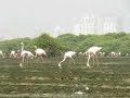 Flamingos in Mahul, Chembur, Mumbai