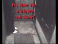 Zuki Squeezes Thru Cat Door.mp4