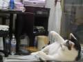 videos de 081120_阿姨陪玩.....沒了毛一樣有吸引力的貓棒
