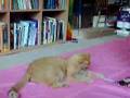 Silly Cat