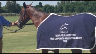 El Ruso Heguy sobre Vasca Harrods