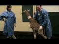Baby giraffe at Tufts veterinary school