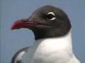 Sea Gulls