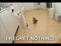 very funny cats for more click on link in blue on right