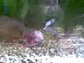 Meine Aslan Piranhas Meine Aslan Piranhas