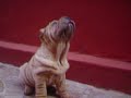 Shar pei Kioma
