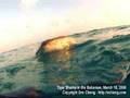 ＜サメ－Shark049－＞タイガーシャーク5