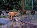 De Siberische tijgers in DPA