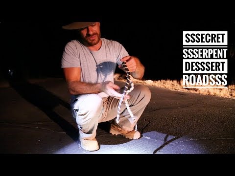 YouTube reptile video