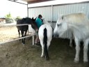 Catching the horse