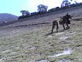 LA PERRA DEL TEO